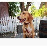 Responsive Image Carousel with Angular.js and Bootstrap 3
